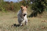 FOX TERRIER 092